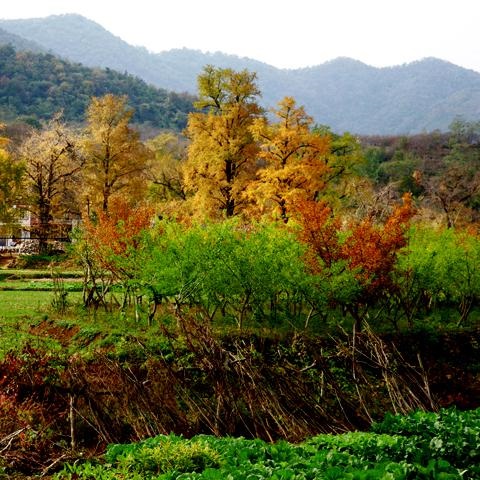 七彩园